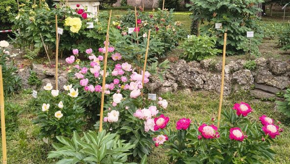 collezione peonie collezione peonie