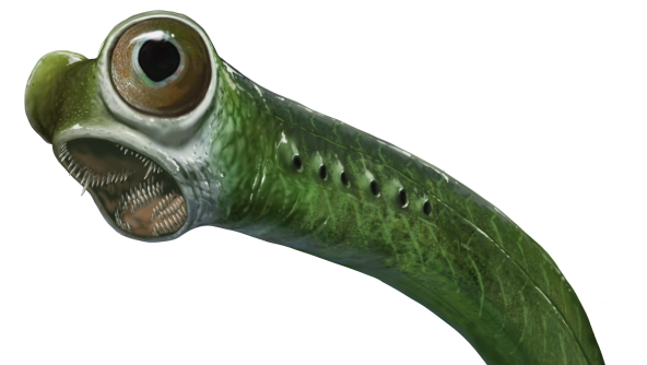 Conodontoforo – credits Davide Bonadonna